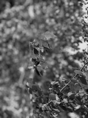 İlkbaharda yaprakları olan güzel ağaç dalları 