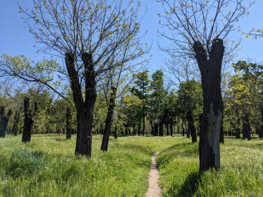 Parkın güzel manzarası