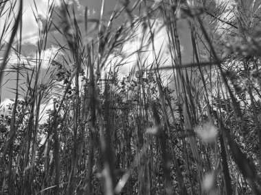 İlkbaharda çimlerin üzerinde büyüyen güzel otlar 