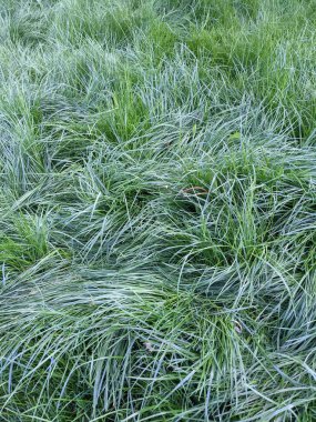 İlkbaharda çimlerin üzerinde büyüyen güzel otlar 