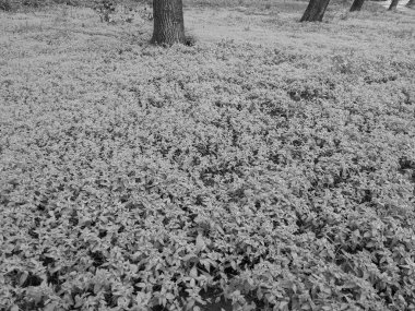 Parkta taze bahar bitkileri.