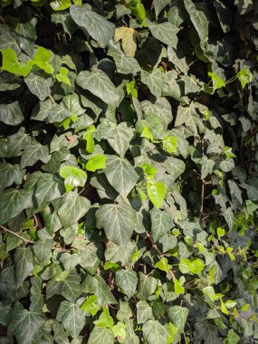 İlkbaharda büyüyen güzel bitkiler 