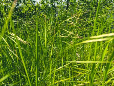İlkbaharda çimlerin üzerinde büyüyen güzel otlar 