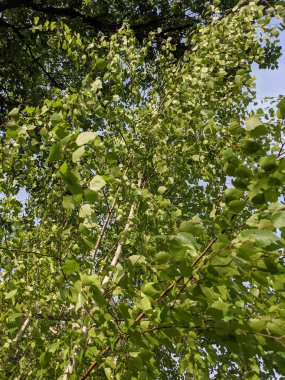 İlkbaharda yaprakları olan güzel ağaç dalları 