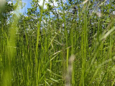 İlkbaharda çimlerin üzerinde büyüyen güzel otlar 