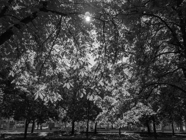 İlkbaharda güzel kestane ağaçları gökyüzü arka planına karşı