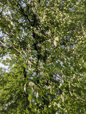 İlkbaharda yaprakları olan güzel ağaç dalları 