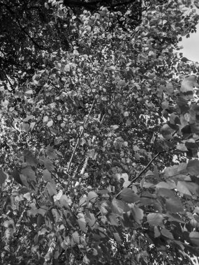 İlkbaharda yaprakları olan güzel ağaç dalları 