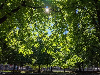İlkbaharda güzel kestane ağaçları gökyüzü arka planına karşı