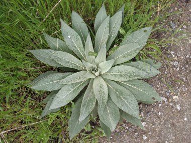 Parkta taze yaprakların yakın plan çekimi.