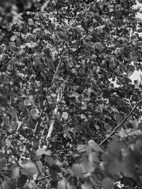 İlkbaharda yaprakları olan güzel ağaç dalları 