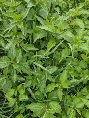 Ormanda taze ısırgan otu yapraklarının yakın plan çekimi. 