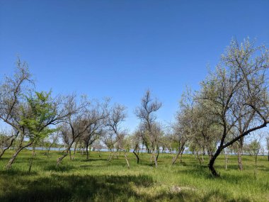 Ağaçlarla ve mavi gökyüzüyle güzel bir manzara.