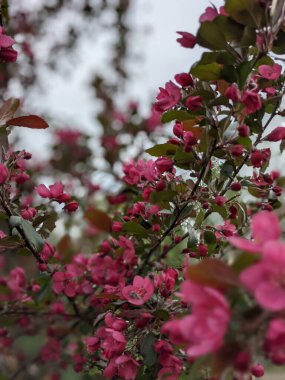 İlkbaharda çiçekli güzel ağaç dalları 