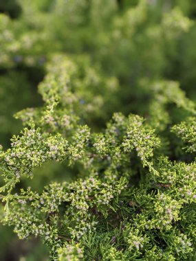 Baharda güzel ağaç dalları 