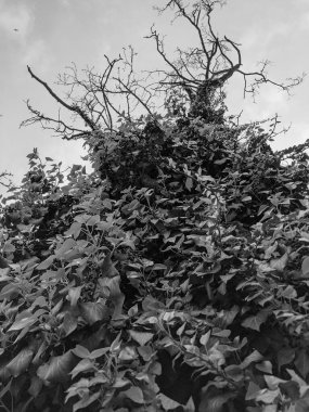 İlkbaharda büyüyen güzel bitkiler 