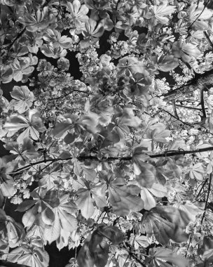 İlkbaharda güzel kestane ağacı dalları 