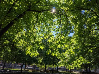İlkbaharda güzel kestane ağaçları gökyüzü arka planına karşı