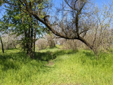 Bahar parkında güzel bir ağaç görüntüsü. 