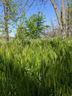 Bahar parkında güzel bir ağaç görüntüsü. 