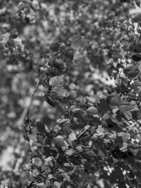 İlkbaharda yaprakları olan güzel ağaç dalları 