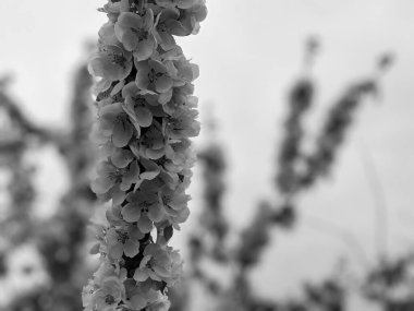 İlkbaharda çiçekli güzel ağaç dalları 