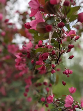 İlkbaharda çiçekli güzel ağaç dalları 