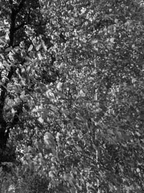 İlkbaharda yaprakları olan güzel ağaç dalları 