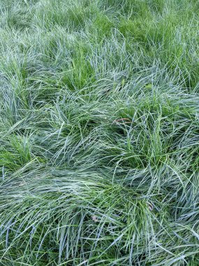 İlkbaharda çimlerin üzerinde büyüyen güzel otlar 