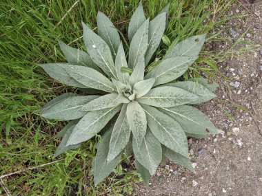 Parkta taze yaprakların yakın plan çekimi.