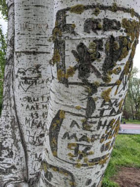 Ağaç gövdesi dokusu arkaplanını kapat, kesik sembollü ahşap