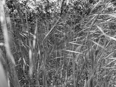 İlkbaharda çimlerin üzerinde büyüyen güzel otlar 