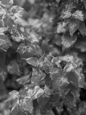 Parkta taze yaprakların yakın plan çekimi.