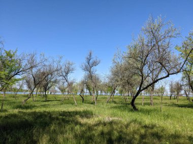 Bahar parkında güzel bir ağaç görüntüsü. 
