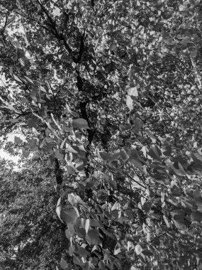 İlkbaharda yaprakları olan güzel ağaç dalları 