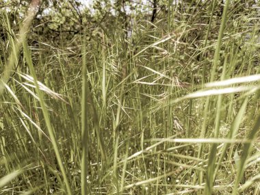 İlkbaharda çimlerin üzerinde büyüyen güzel otlar 