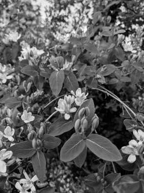 Parkta taze yaprakların yakın plan çekimi.