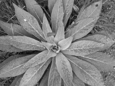 Parkta taze yaprakların yakın plan çekimi.