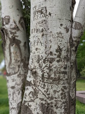 Ağaç gövdesi dokusu arkaplanını kapat, kesik sembollü ahşap