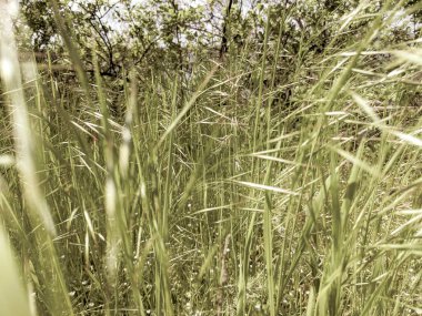 İlkbaharda çimlerin üzerinde büyüyen güzel otlar 