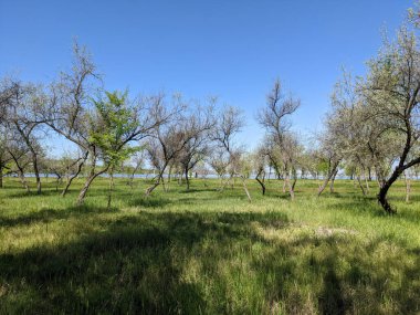 Bahar parkında güzel bir ağaç görüntüsü. 