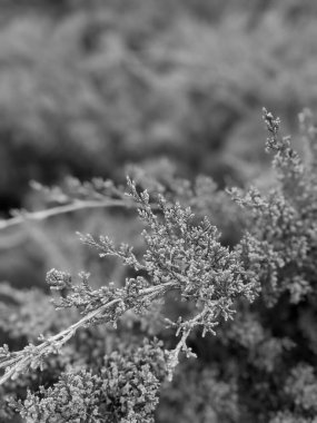 Baharda güzel ağaç dalları 