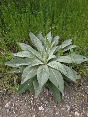 Parkta taze yaprakların yakın plan çekimi.