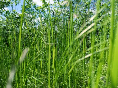 İlkbaharda çimlerin üzerinde büyüyen güzel otlar 