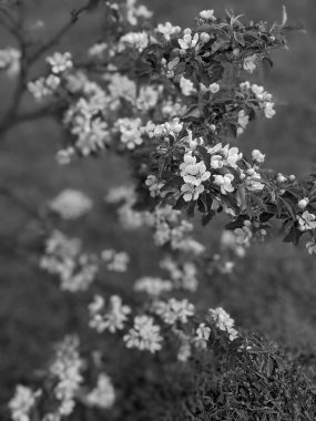 İlkbaharda parkta güzel bir ağaç çiçek açar. 