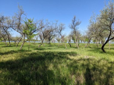 Bahar parkında güzel bir ağaç görüntüsü. 