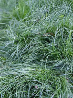 İlkbaharda çimlerin üzerinde büyüyen güzel otlar 
