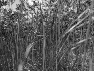 İlkbaharda çimlerin üzerinde büyüyen güzel otlar 