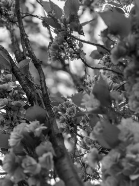 İlkbaharda parkta güzel bir ağaç çiçek açar. 