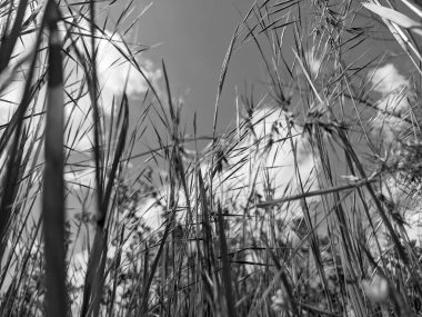 İlkbaharda çimlerin üzerinde büyüyen güzel otlar 